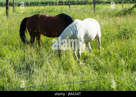 Cheval blanc et brun sur un enclos à chevaux. Banque D'Images