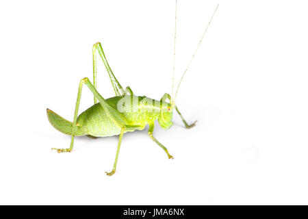 Bush mouchetée, Cricket Leptophyes moricei, femme nymphe, sur fond blanc. Monmouthshire. Formation numérique de la famille. Banque D'Images