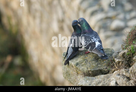 Un pigeon (Columba livia) nourrir son partenaire, tous partie de leur comportement de cour, perché sur des rochers sur le bord des falaises. Banque D'Images