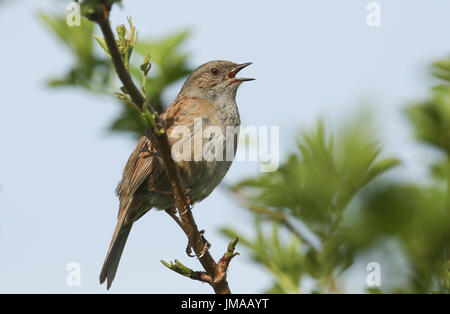 Une couverture de chant Sparrow (Prunella modularis) perché sur une branche . Banque D'Images