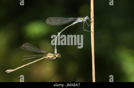 Une superbe paire de l'accouplement de demoiselles Lestes sponsa (Émeraude). Banque D'Images