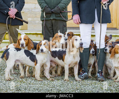 L'Orient Lincs (Lincolnshire) Basset Hounds - Réunion au Temple Bruer dans le Lincolnshire - de près de l'hounds au début de la journée Banque D'Images