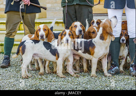 L'Orient Lincs (Lincolnshire) Basset Hounds - Réunion au Temple Bruer dans le Lincolnshire - de près de l'hounds au début de la journée Banque D'Images