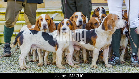 L'Orient Lincs (Lincolnshire) Basset Hounds - Réunion au Temple Bruer dans le Lincolnshire - de près de l'hounds au début de la journée Banque D'Images