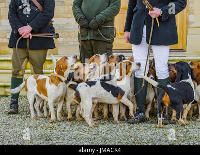 L'Orient Lincs (Lincolnshire) Basset Hounds - Réunion au Temple Bruer dans le Lincolnshire - de près de l'hounds au début de la journée Banque D'Images