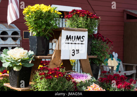 Kale et mamans pour la vente au marché de fermiers de l'automne Fête des vendanges Banque D'Images