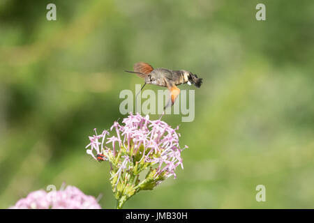 Hummingbird hawk moth (Macroglossum stellatarum) planant et recueillir le nectar des fleurs de valériane rose dans les Alpes Françaises Banque D'Images