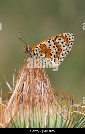 Spotted fritillary butterfly (Melitaea didyma) ou rouge-bande fritillary perché sur wildflower dans les Alpes Françaises Banque D'Images