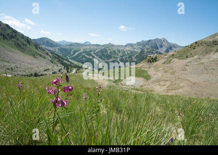 Vue sur le Col de la Lombarde, dans les Alpes françaises en été avec des lis martagon (Lilium martagon) Banque D'Images