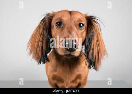 Portrait d'un long dachshund (homme) à poil long au Royaume-Uni. Banque D'Images