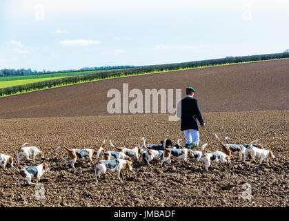 L'Orient Lincs (Lincolnshire) Basset Hounds - Le chasseur et le pack de chiens de chasse pour la journée pour traverser un champ labouré Banque D'Images