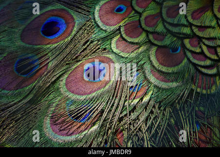 Plumes de paons indiens (hommes) - Pavo cristatus Banque D'Images