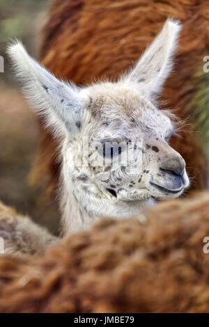 - Lama Lama glama Banque D'Images