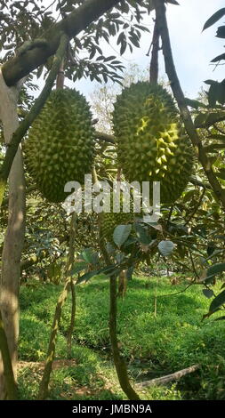 Durian fruit suspendu à la TREA Banque D'Images