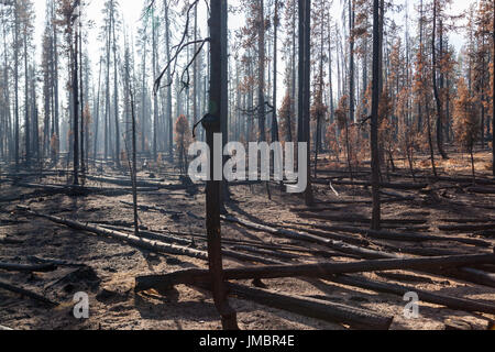 La fumée est de nouveau éclairé par le soleil de l'après-midi qu'il ne se stabilise autour de lodge pole pins qui ont été brûlées par le feu complexe National Creek dans l'Oregon. Banque D'Images