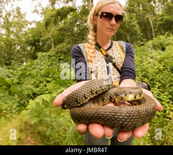 Un biologiste exhibant une couleuvre à collier (Natrix natrix), l'un de Grande-bretagne a peu d'espèces de serpents. Banque D'Images