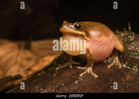 Écureuil mâle rainettes (Hyla squirella) clamaient bien fort pour attirer une femelle sur une nuit pluvieuse dans une forêt inondée. Banque D'Images