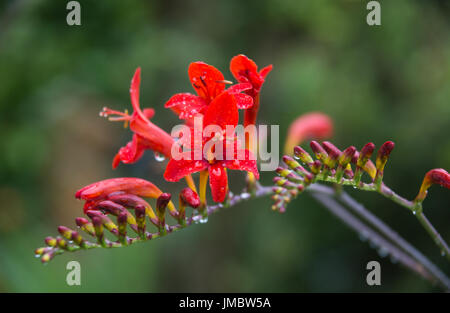 Crocosmia Montbretia ou sous la pluie Banque D'Images