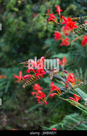 Crocosmia Montbretia ou sous la pluie Banque D'Images