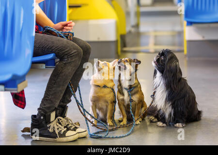 Femme assise avec trois petits chiens à la laisse dans un tram Banque D'Images