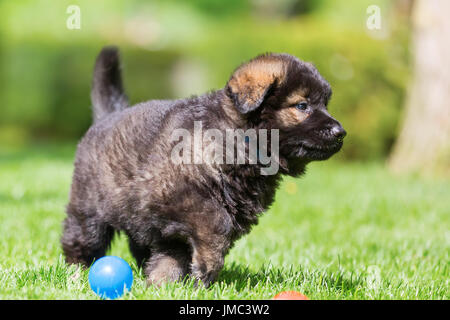 Portrait d'un vieux chiot berger allemand sur la pelouse Banque D'Images