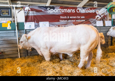 Bull,Charolais,Royal Welsh Show agricole,lieu,chaque année,en, Royal Welsh Showground, Llanelwedd,Builth Wells, Powys, Wales, UK,Royaume-Uni, Europe, Banque D'Images