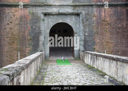 L'Italie, Pistoia - 27 novembre 2016 : le point de vue d'un chat à la porte principale de la forteresse Medici de Santa Barbara le 27 novembre 2016 à Pistoia en Italie. Banque D'Images