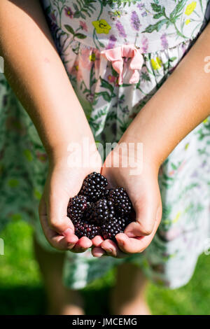 Les mûres savoureux dans les mains des enfants. L'accent sur backberries. Banque D'Images