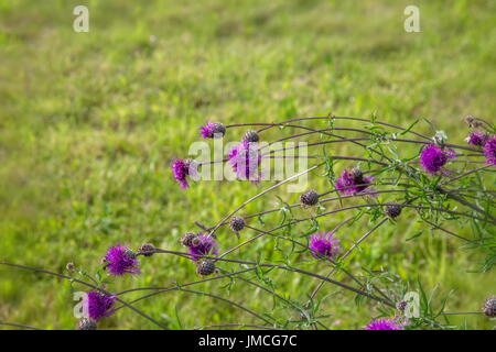 Thistle Carduus,fleur Chardon, au lever du soleil dans des tons d'or, selective focus. Le Thistle est un symbole de l'Ecosse. Close-up d'un chardon, la fleur nationale de l'Ecosse. Arrière-plan de saison naturelle Banque D'Images