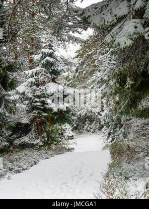 Sentier dans la forêt d'hiver. Montagnes Beskides, en Pologne. Banque D'Images