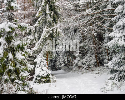 Sentier dans la forêt d'hiver. Montagnes Beskides, en Pologne. Banque D'Images