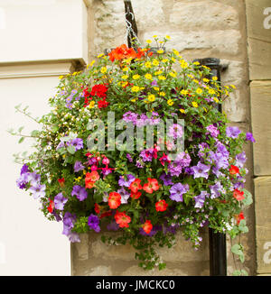 Masse de plantes à fleurs de couleur rouge et mauve inc. pétunias, marguerites jaunes, violets et verveine en suspension contre la lumière mur de pierre Banque D'Images