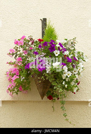 Masse de fleurs colorées, des annuelles inc. violet, rose et blanc pétunias, en suspension contre mur crème Banque D'Images