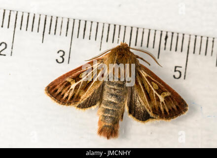 L'espèce d'andouiller nocturne Cerapteryx graminis sur fond blanc avec un instrument de mesure Banque D'Images