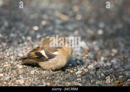 Chaffinch commun malade comme un oiseau sur le terrain Banque D'Images
