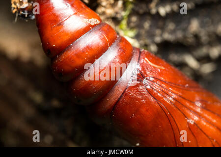 Photos d'insectes Macro cocoon Banque D'Images