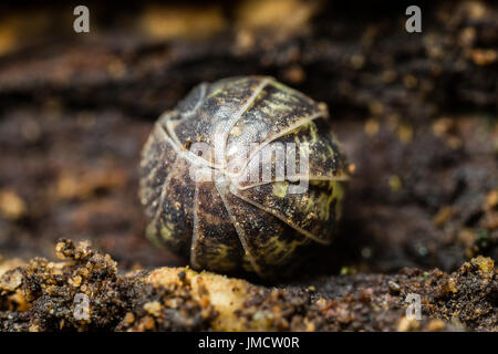 Armadillidiidae Banque D'Images