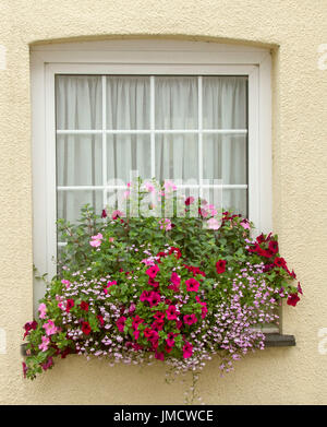 Masse de fleurs aux couleurs vives, inc. rouge foncé et de pétunias roses et roses fleurs lobelia avec feuillage vert émeraude dans la fenêtre de dialogue contre mur crème Banque D'Images