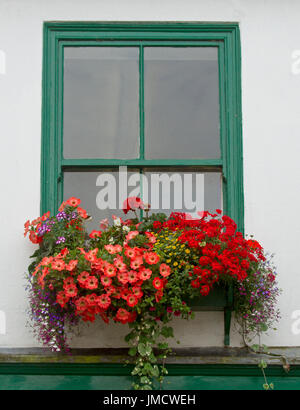 Masse de plantes vives inc, rouge orange verveine, Pétunias, marguerites jaunes, lobelia, et les géraniums dans la fenêtre boîte contre mur blanc Banque D'Images