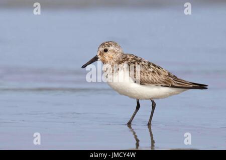 Un bécasseau sanderling Calidris alba en plumage d'été sur la côte d'alimentation Banque D'Images