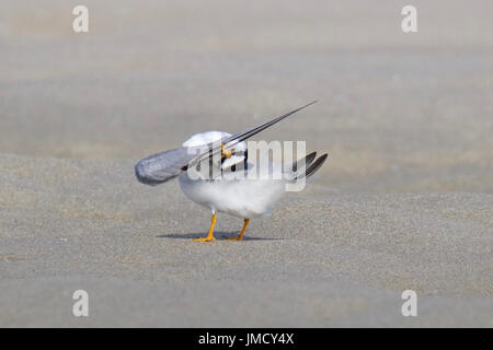 Yoga - un oiseau moins Dougall Sterna antillarum lissage Banque D'Images