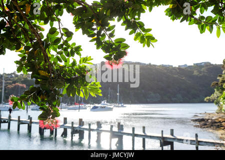 Arbre Pohutukawa et fleurs à Colombes Bay Marina, Kerikeri, Northland, Nouvelle-Zélande, NZ avec des bateaux et de la jetée en arrière-plan Banque D'Images