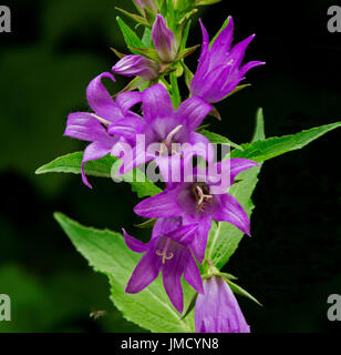 Belles fleurs violet vif et feuillage émeraude de Campanula latifolia, campanule, fleurs sauvages britannique sur fond noir Banque D'Images