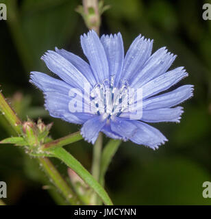 Belle fleur bleu clair de chicorée, Cichorium intybus (wildflower sur fond sombre Banque D'Images