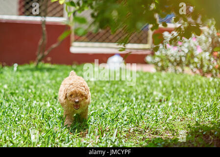 Petit chiot caniche courir sur l'herbe sous le soleil de jour lumineux Banque D'Images