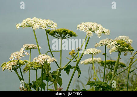 Grappe de fleurs blanches de cow parsley, Anthriscus sylvestris, contre de ciel bleu... Banque D'Images