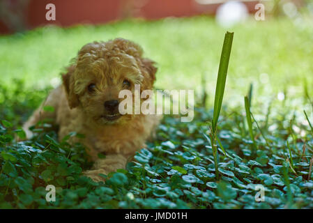 Portrait of cute poodle puppy laying in grass green park Banque D'Images