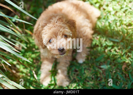 Brun mignon chiot caniche jeter sur fond d'herbe verte Banque D'Images