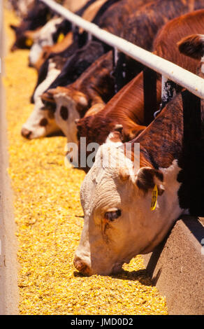 L'alimentation des bovins sur un parc d'engraissement commercial avant l'abattage de la viande bovine. Banque D'Images