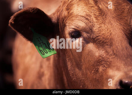 L'alimentation des bovins sur un parc d'engraissement commercial avant l'abattage de la viande bovine. Banque D'Images